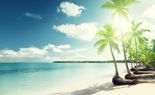 Пальмы и море
