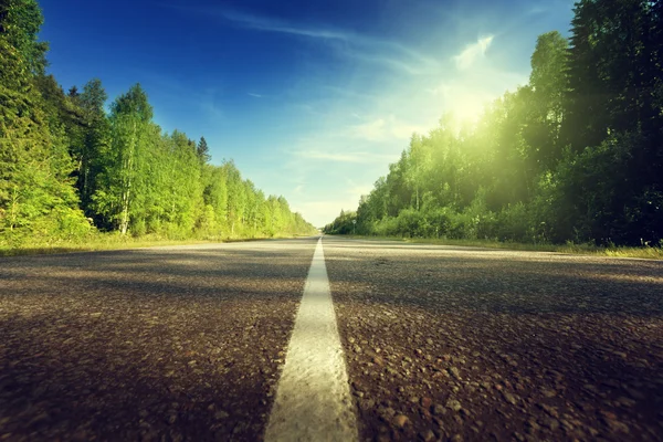 Camino en bosque profundo — Foto de Stock