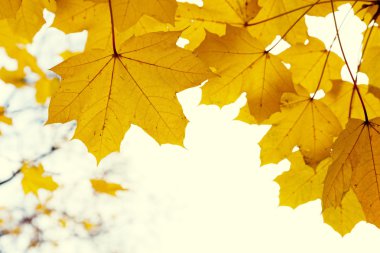 Sonbahar ormanında yapraklar