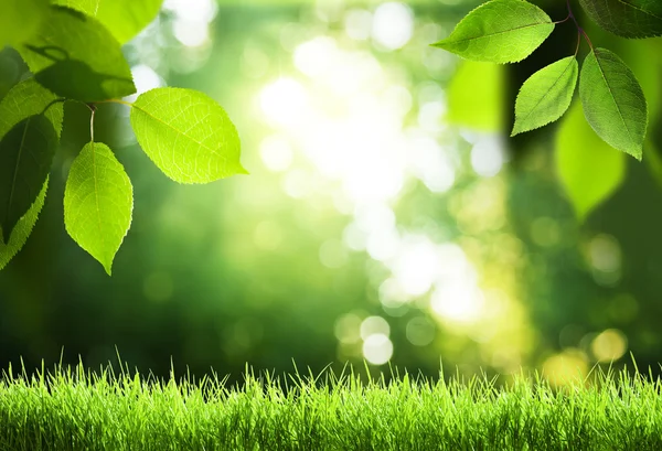 Día en el bosque soleado — Foto de Stock