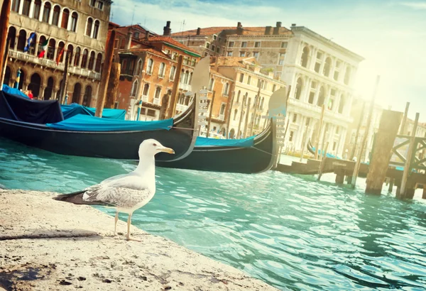 Gaivota em Venice, Italia — Fotografia de Stock