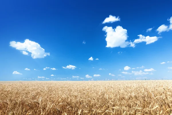 Campo de trigo e dia ensolarado — Fotografia de Stock