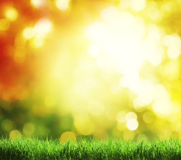 Yeşil çim ve sonbahar arka plan — Stok fotoğraf