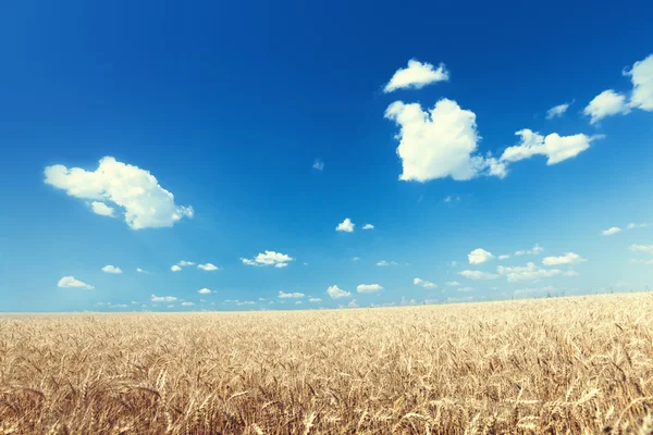 Campo di grano e giornata di sole — Foto Stock