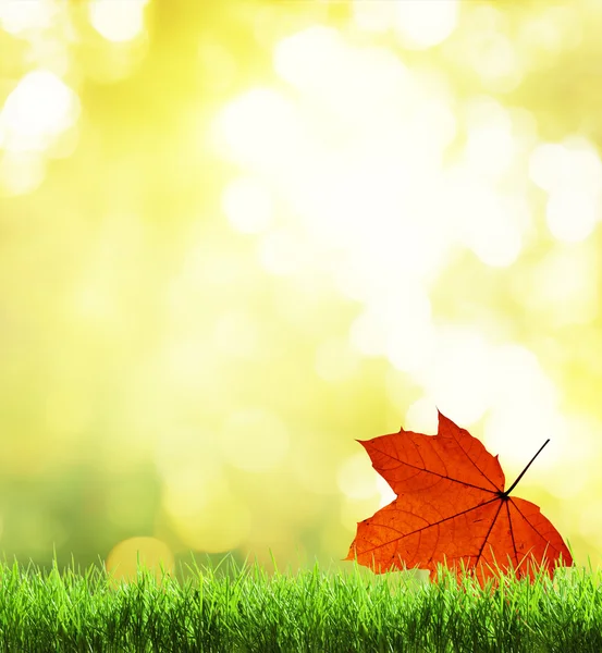 Erba verde e sfondo autunno — Foto Stock