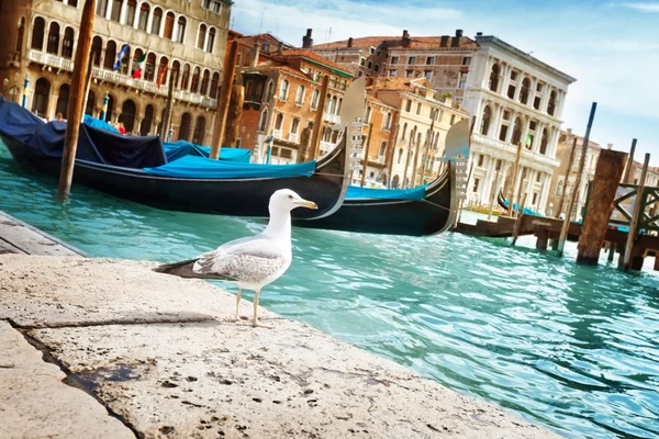 Gabbiano a Venezia, Italia — Foto Stock