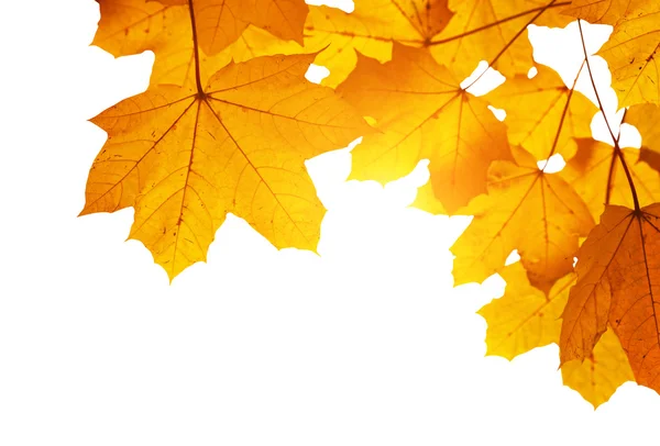 Folhas de outono rasas DOF — Fotografia de Stock