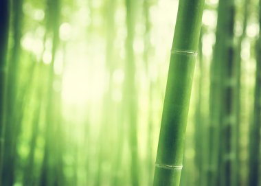 Bambu ormanı 
