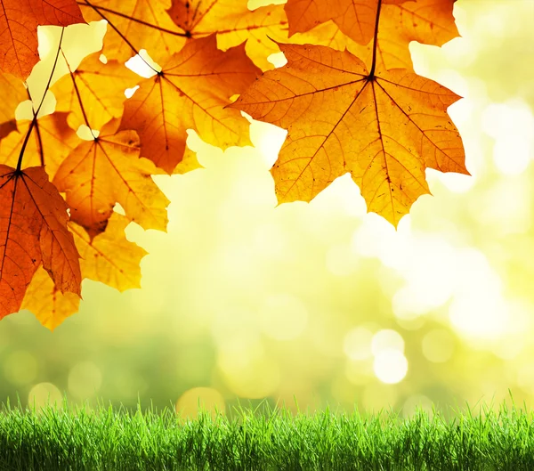 Folhas na floresta de outono — Fotografia de Stock