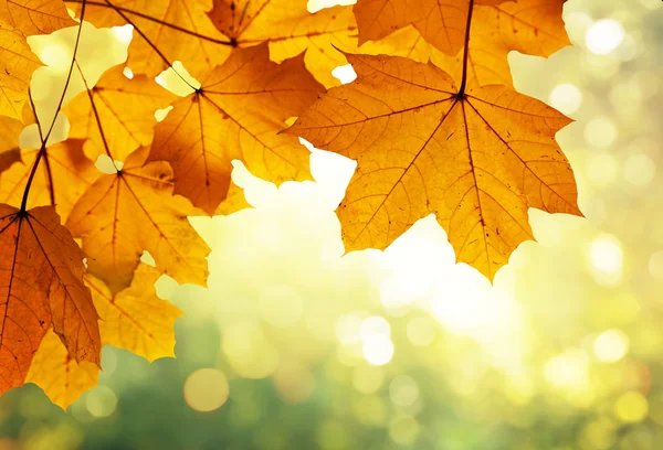 Feuilles dans la forêt d'automne — Photo