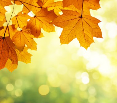 Sonbahar ormanında yapraklar