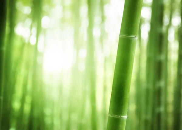 Bamboo Forest — Stock Photo, Image