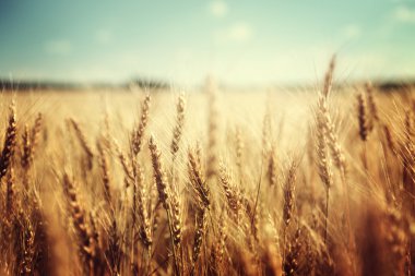 golden wheat field and sunny day clipart