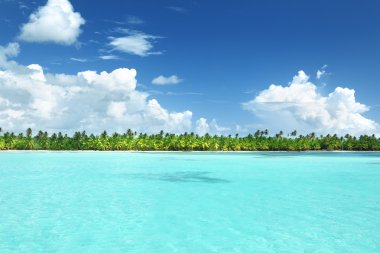 Caribbean beach, Catalina Island avucunda