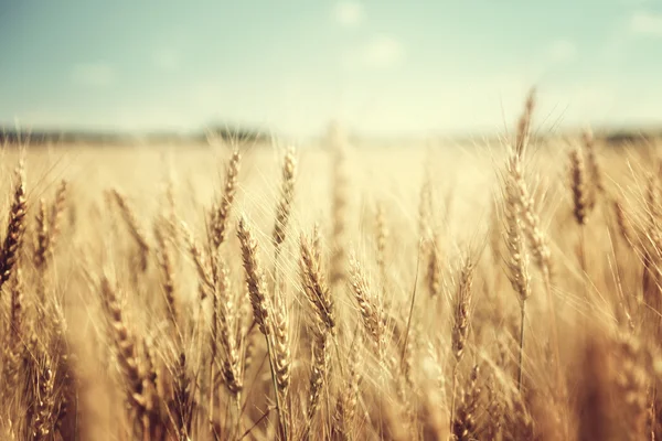 Campo de trigo dourado e dia ensolarado — Fotografia de Stock