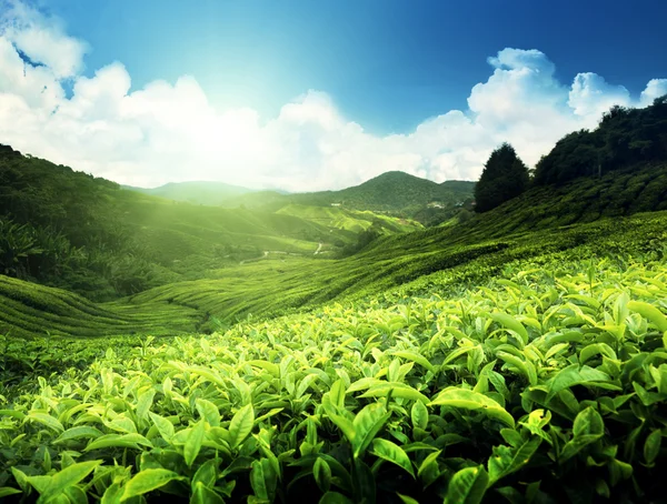 Tea plantation Cameron highlands, Malaysia Royalty Free Stock Photos