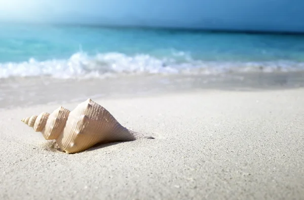 Schelp op het strand (ondiepe Dof) — Stockfoto