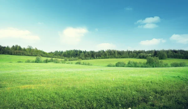 Field of grass and perfect sky — Stock Photo, Image