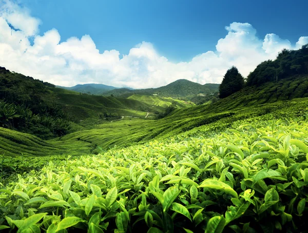 Čajové plantáže cameron highlands, Malajsie Stock Fotografie