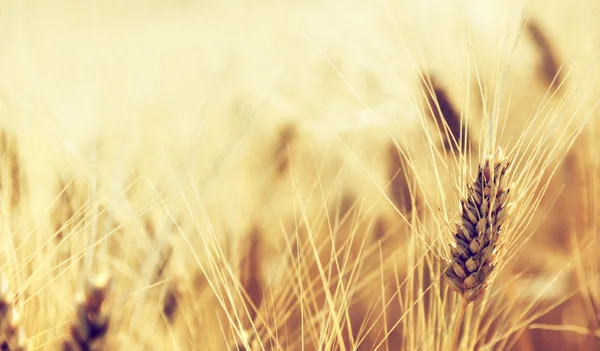 Campo di grano — Foto Stock