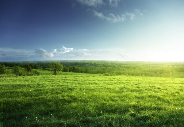 поле весенней травы и леса
