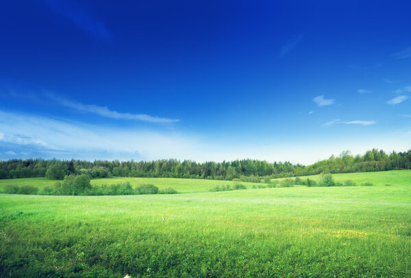 field of grass and perfect sky