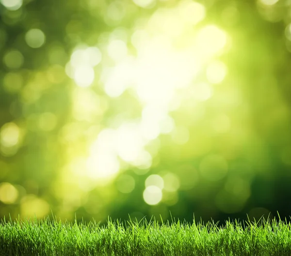 Hierba verde en el bosque soleado — Foto de Stock