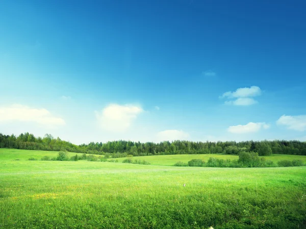 Field of grass and perfect sky Stock Picture