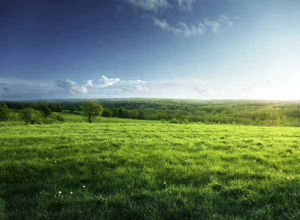 Field of spring grass and forest — Stock Photo, Image