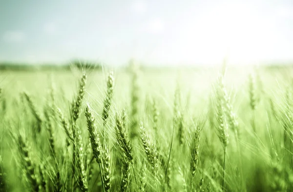 Groene tarweveld en zonnige dag — Stockfoto