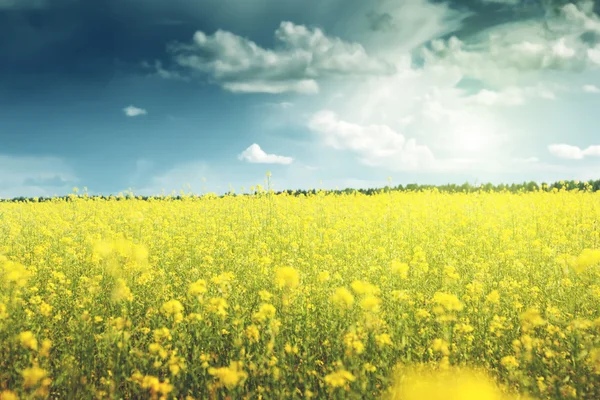 Field of rapeseed — Stock Photo, Image