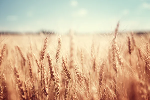 Buğday tarlası ve güneşli gün — Stok fotoğraf