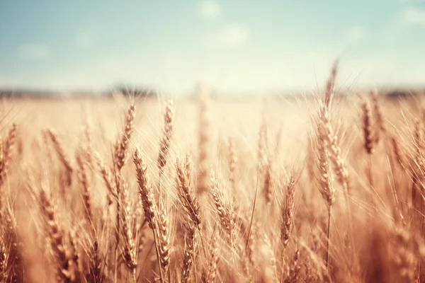 Wheat field and sunny day — Stock Photo, Image