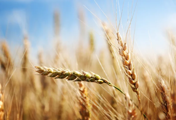 Campo de trigo dourado e dia ensolarado — Fotografia de Stock