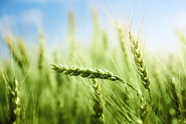 Yeşil buğday tarlası ve güneşli gün — Stok fotoğraf