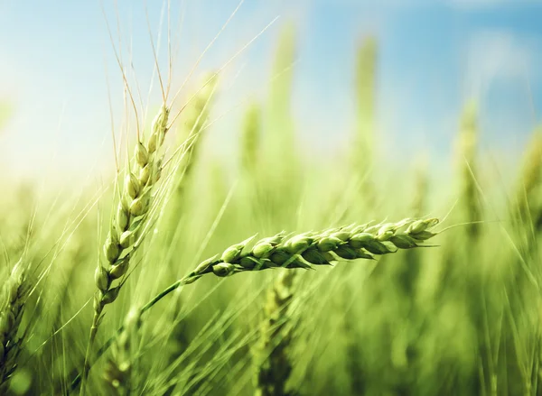 Yeşil buğday tarlası ve güneşli gün — Stok fotoğraf