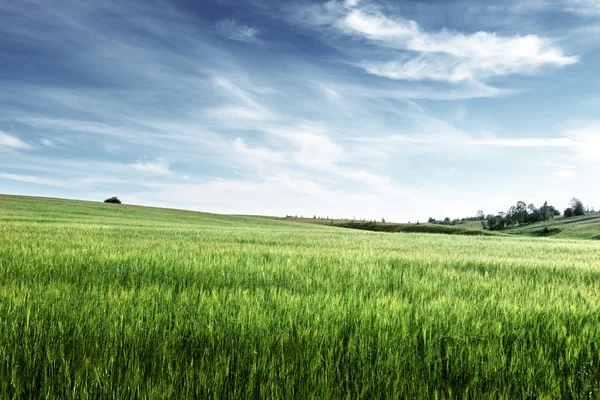 大麦のフィールド — ストック写真