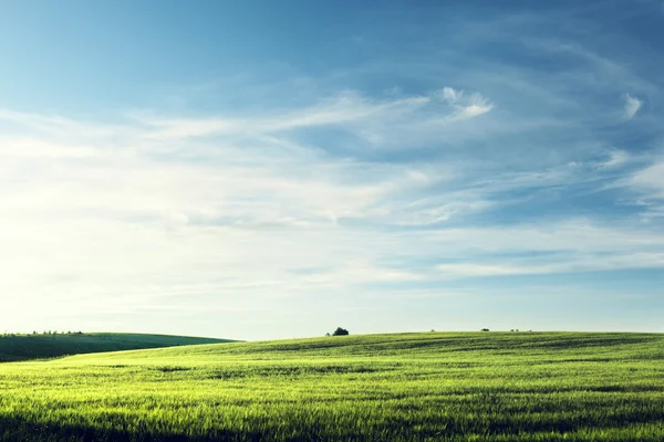 Field of barley in sunset time — Stock Photo, Image