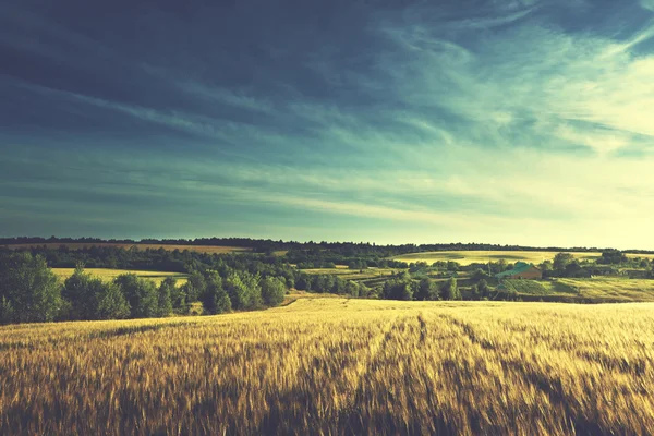 Pšeničné pole v čas západu slunce (ročník laděných styl) — Stock fotografie