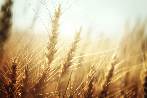 Gyllene vetefält och solig dag — Stockfoto