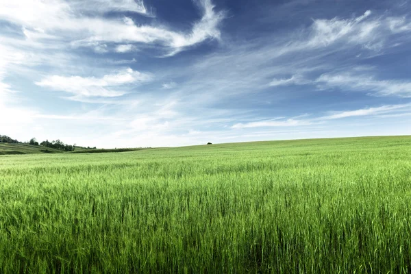 大麦のフィールド — ストック写真