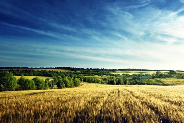 Campo di grano nel tempo del tramonto — Foto Stock