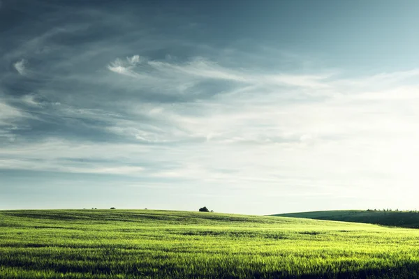 Gebied van gerst op zonsondergang tijd — Stockfoto