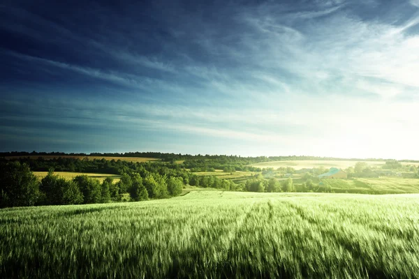 Pšeničné pole v čas západu slunce — Stock fotografie