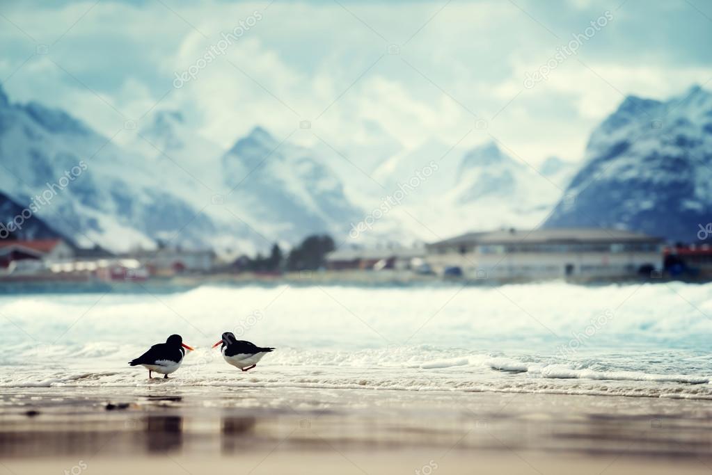 birds and mountain peak on Lofoten beach in spring season, Norwa