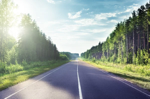 Estrada na floresta ensolarada — Fotografia de Stock