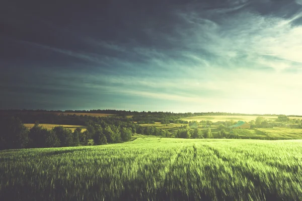 Campo di grano nel tempo del tramonto — Foto Stock