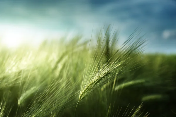 Barley field in sunset time — Stock Photo, Image