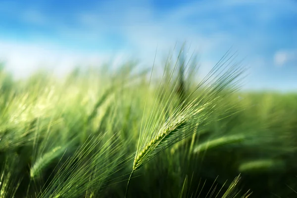 Campo de cebada en el tiempo de puesta del sol — Foto de Stock