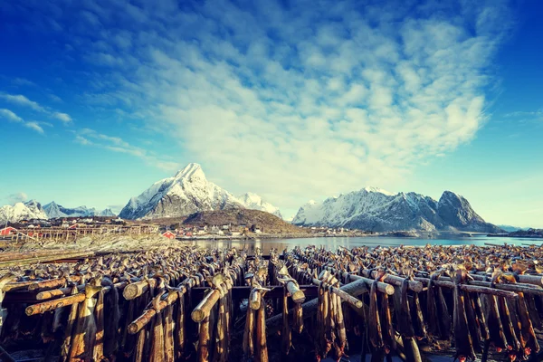 Trocknen von Stockfisch in Norwegen, lofoten Inseln — Stockfoto
